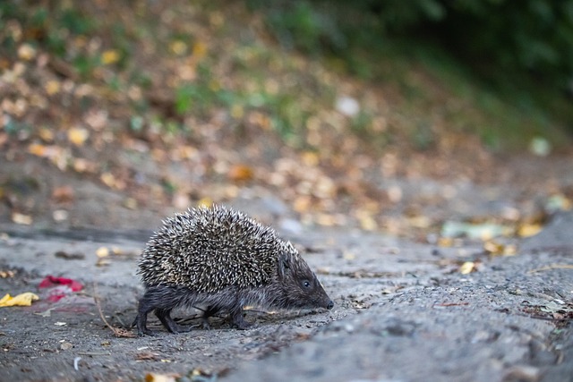 但最终未能 但最终未能